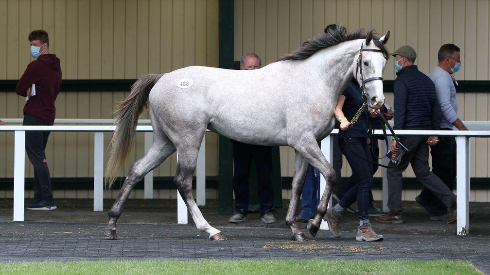 The Well Chosen filly out of Masiana, from Butlersgrove Stud, who sold to Bobby O'Ryan for €52,000