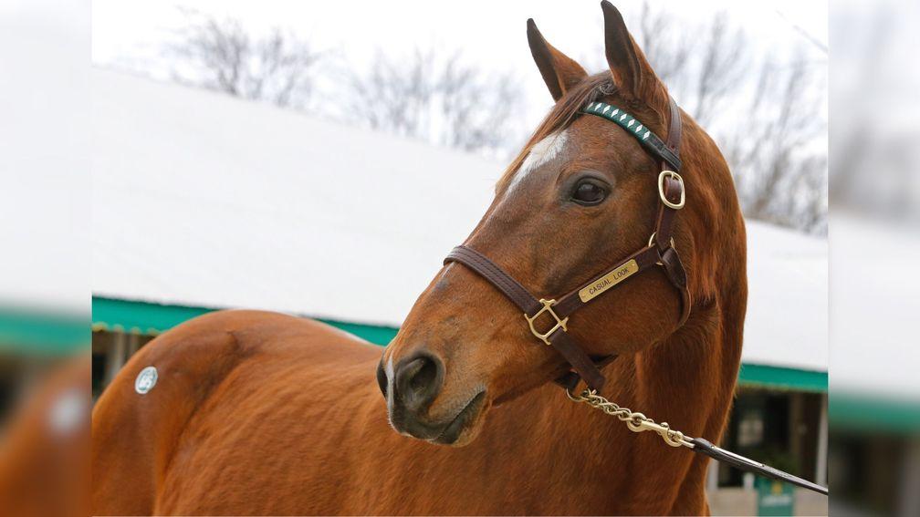 Casual Look: 2003 Oaks winner featured among the entries for the Keeneland January Sale