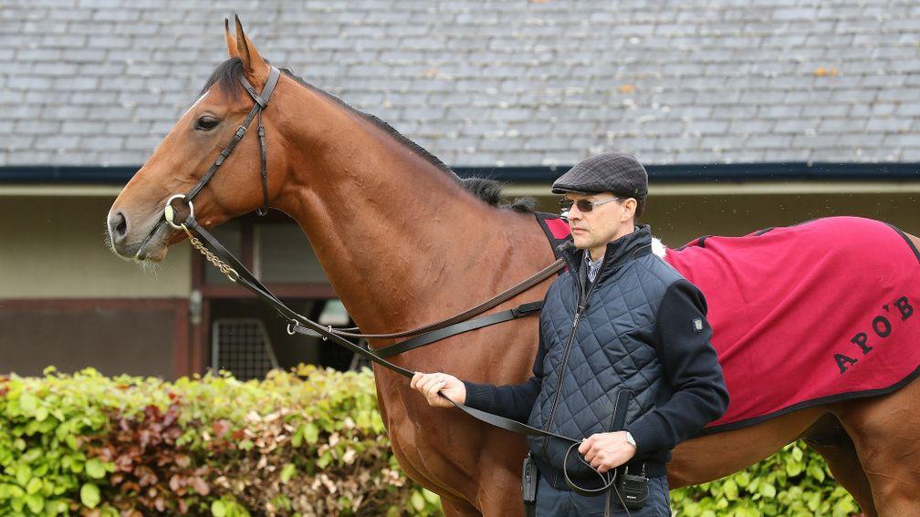 Aidan O'Brien, pictured with the Investec Derby favourite Saxon Warrior