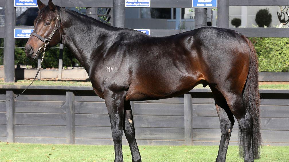 Rich Hill Stud’s Proisir is New Zealand’s champion sire for 2022-23