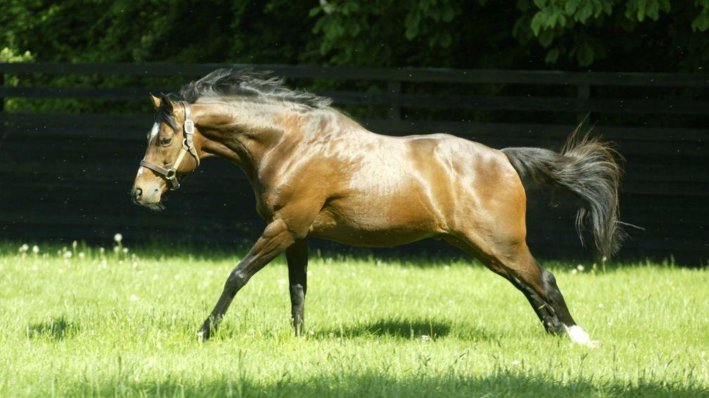 Galileo: a record-breaker as a stallion on the course and in the sales ring
