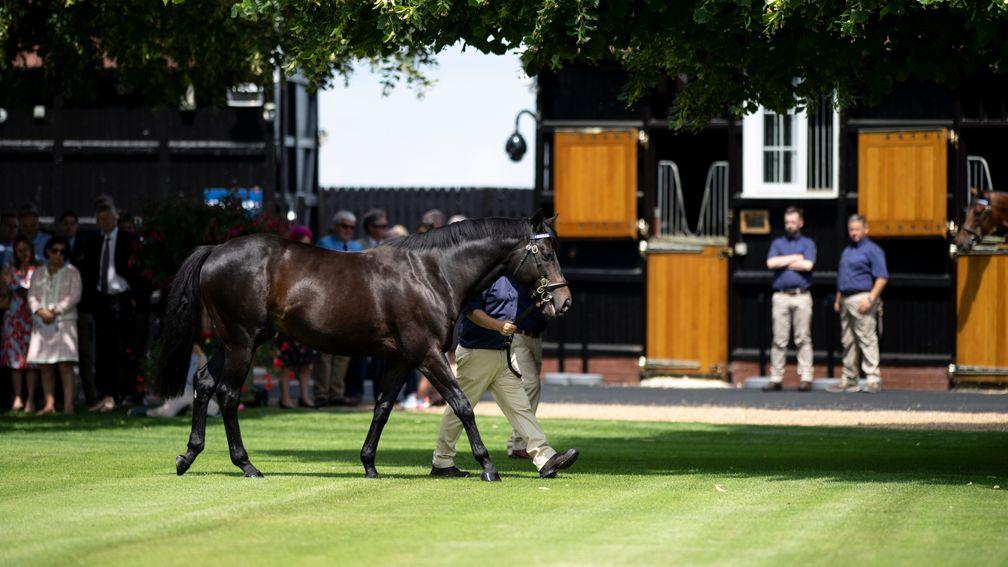 Golden Horn: Darley's Dalham Hall Stud resident was represented by a breakthrough Group winner when West End Girl landed the Sweet Solera Stakes