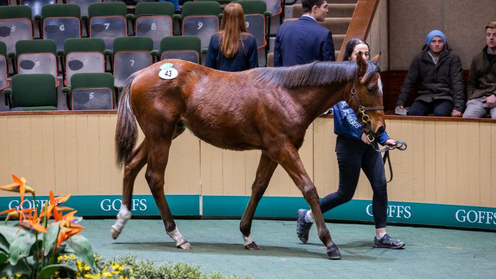 Gestut Kussaburg went all in on Lucky Vega and were rewarded with the sale of this colt at Goffs on Monday for €65,000