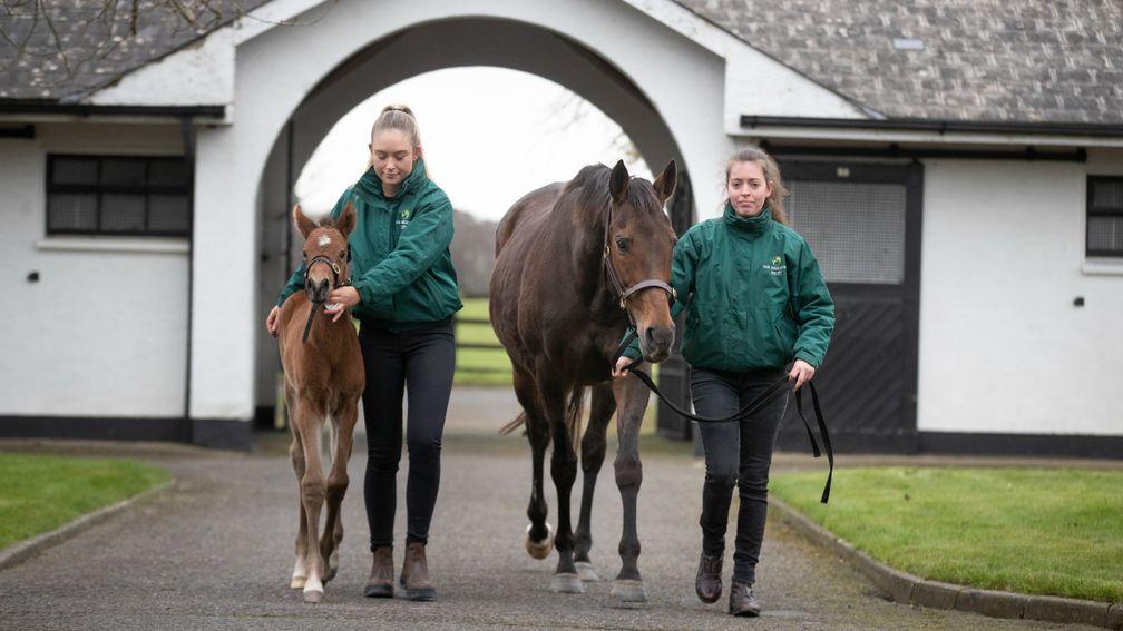 Quevega with her Walk In The Park colt foal at the Irish National Stud last year