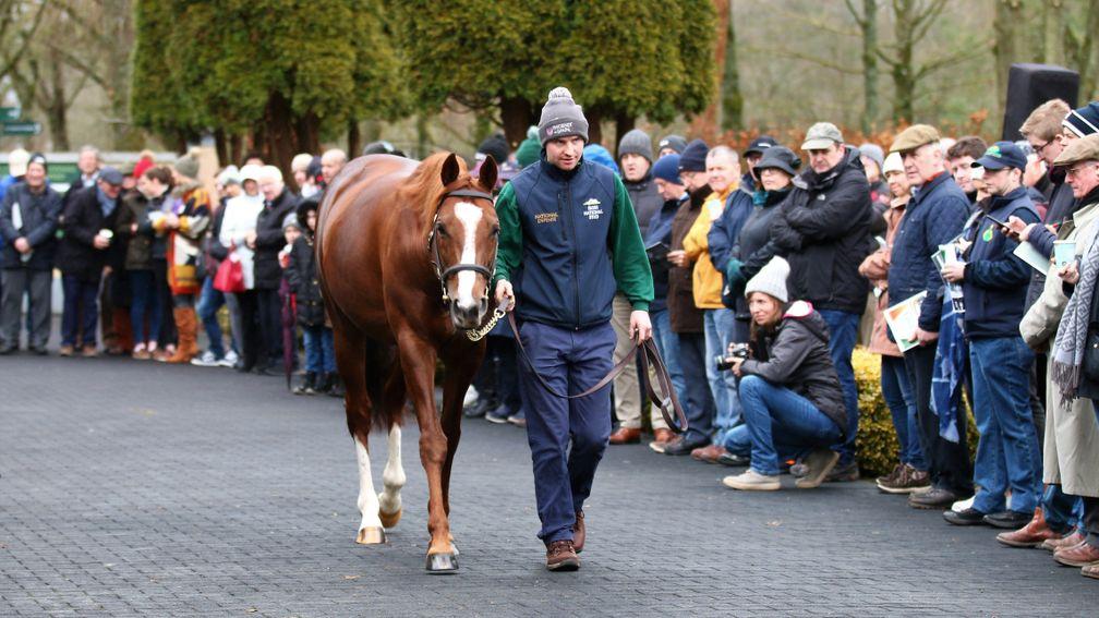 Decorated Knight and Harry Shearman parade in front of the crowd at the Irish National Stud