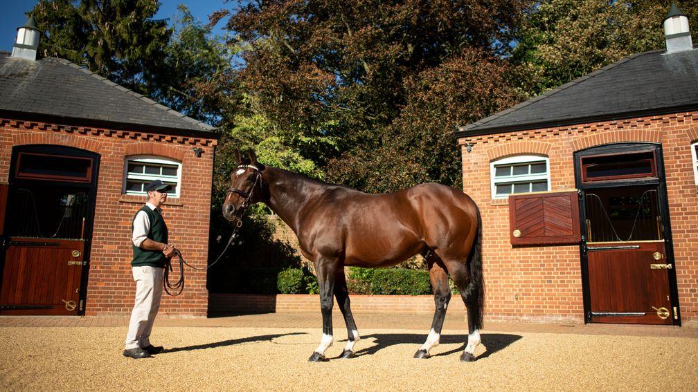 Frankel: the Juddmonte homebred is Galileo's highest-rated runner and arguably his most promising sire son