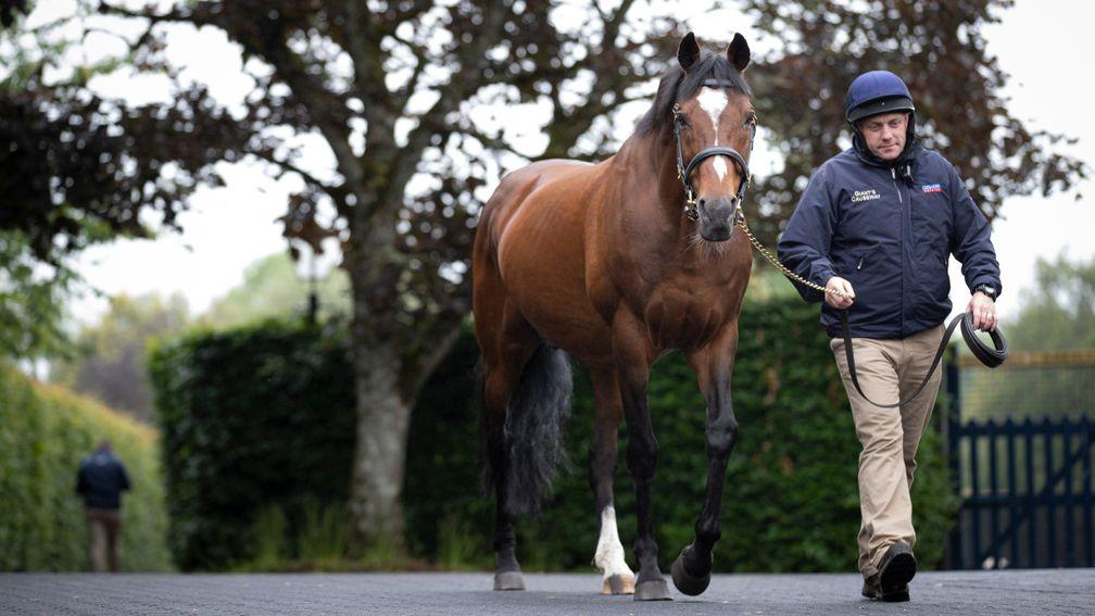 Galileo and Coolmore stallion man Tony O'Meara