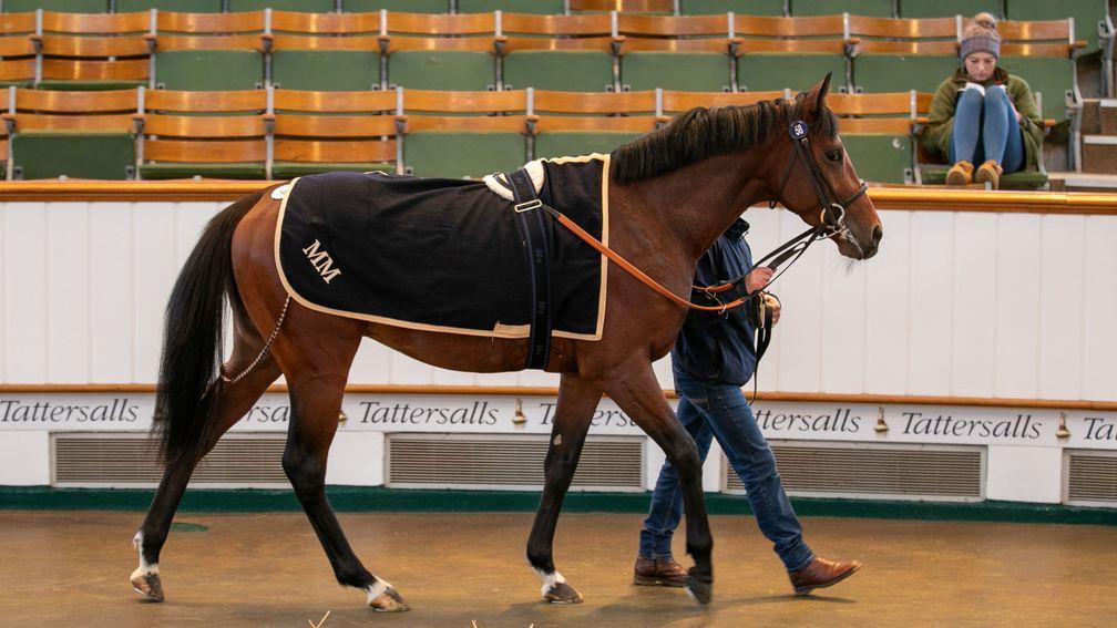 The well-bred Saint Terry is knocked down to Tom Malone for 70,000gns at the Tattersalls November Sale