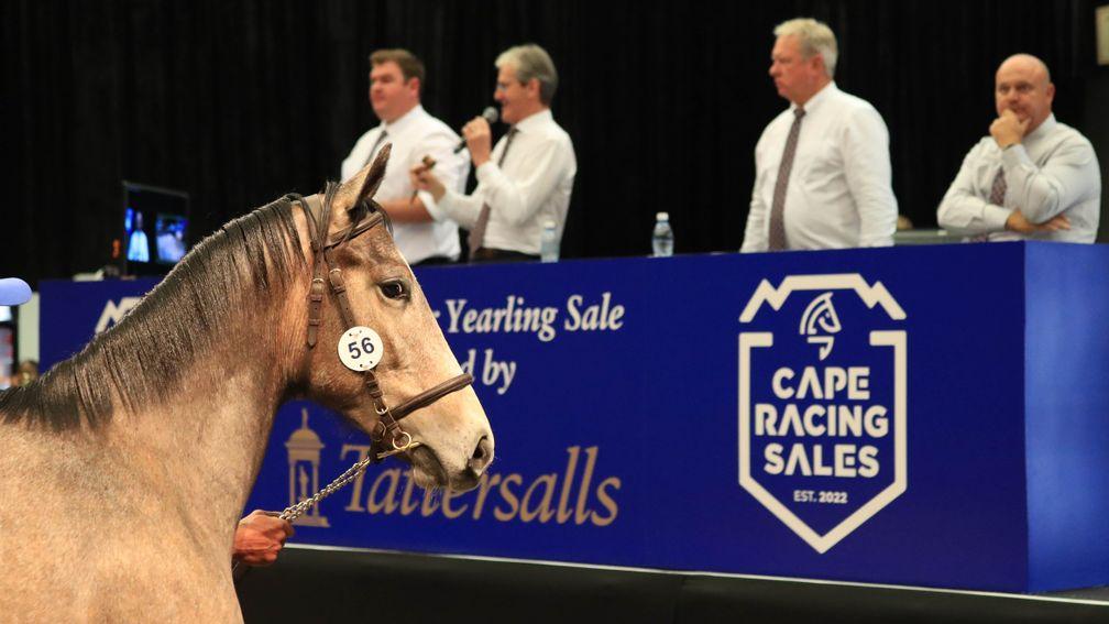 Tom Hodgson (left) on spotting duty at this year's Cape Premier Yearling Sale
