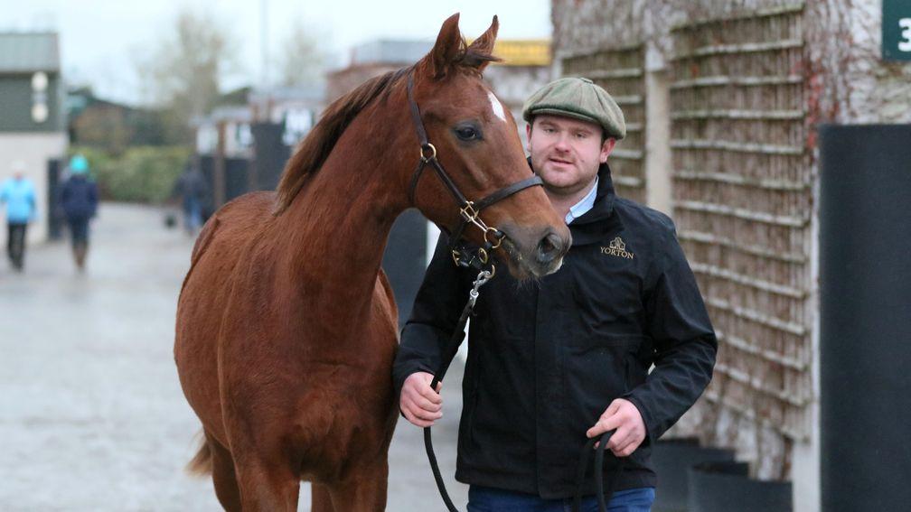 Lester Futter with Yorton Farm's session-topping No Risk At All colt
