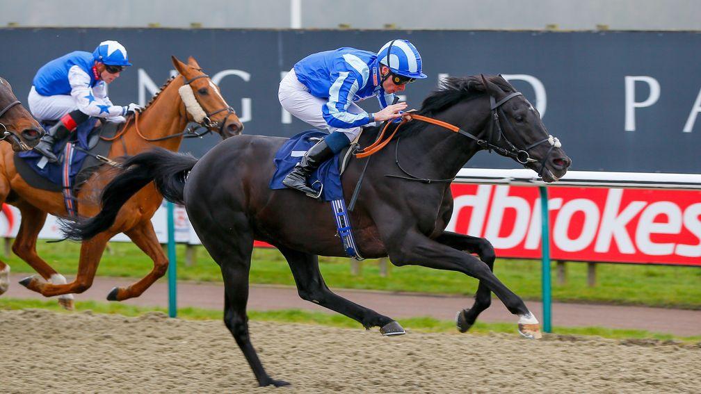 Pirate King: will be bidding to repeat last year's success at Lingfield