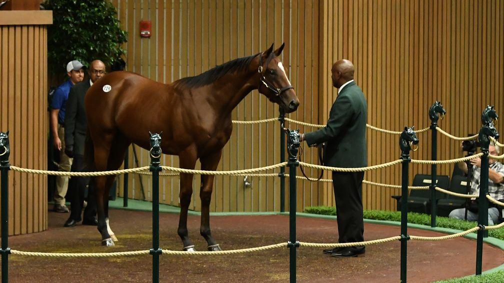 Hip 729: the American Pharoah colt purchased by Larry Best's OXO Equine for $1.4 million
