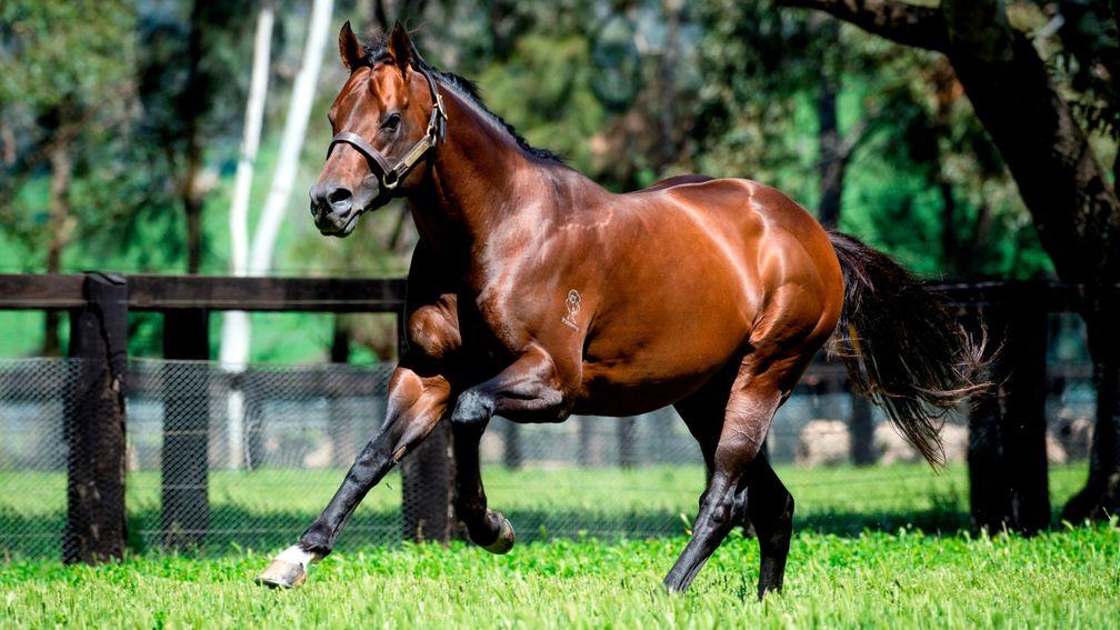 Zoustar: son of Northern Meteor will stand at Tweenhills Stud in 2019