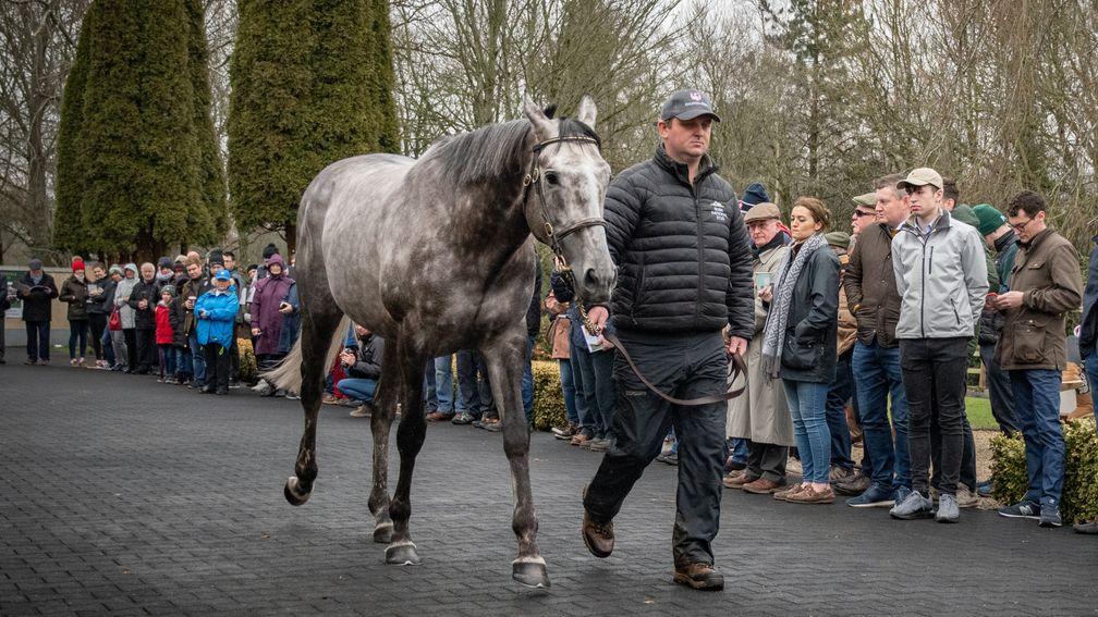 Phoenix Of Spain is shown off to breeders during the Irish Stallion Trail