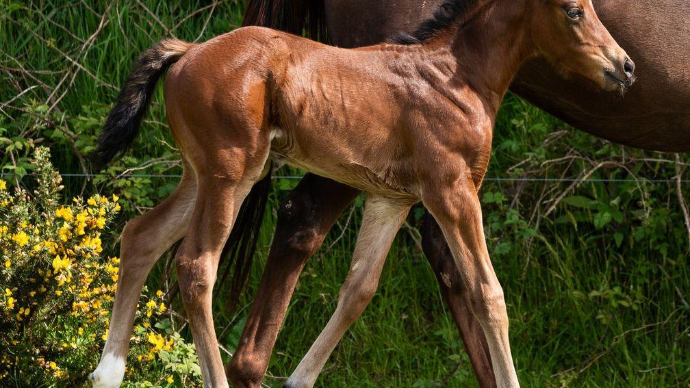 Mountainview Stud's In Swoop colt out of Thanks Awfully