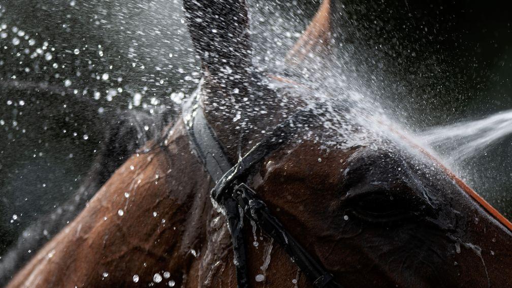 Cooling off: a runner is washed down after the opening handicap