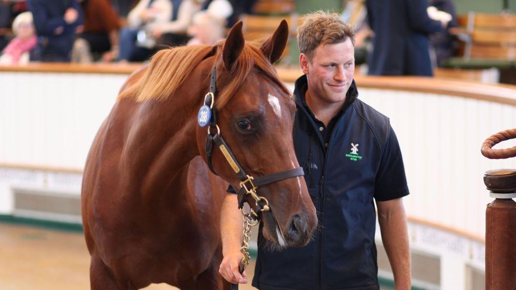 Kirtlington Stud and Bobby Flay's Frankel colt was bought by Godolphin