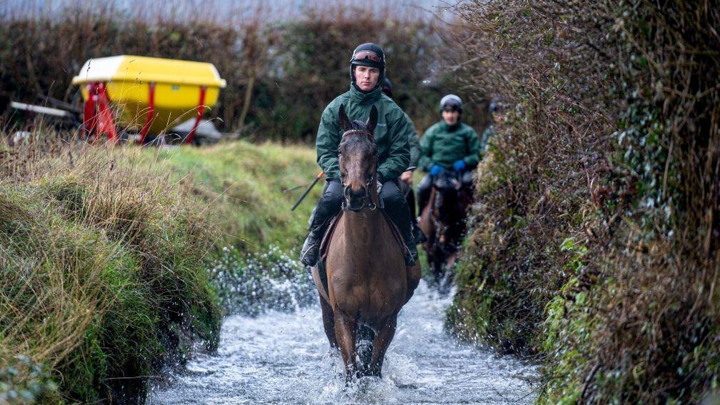 Noble Yeats has a walk through the water at home