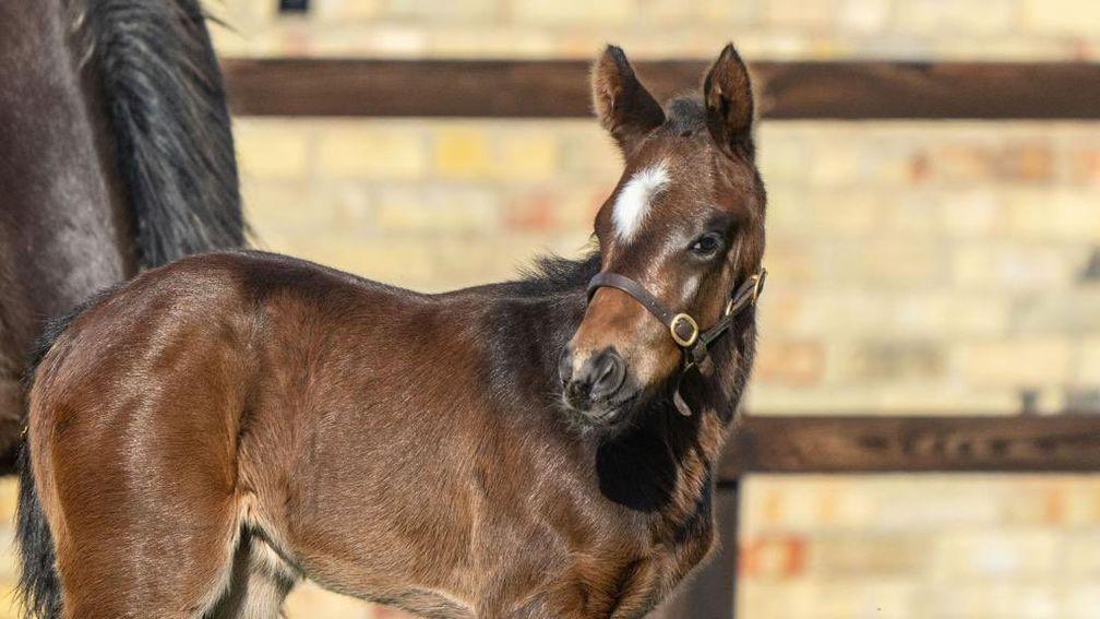 Blue Diamond Stud's Sea The Moon filly out of Group 3 winner Sweet Gentle Kiss