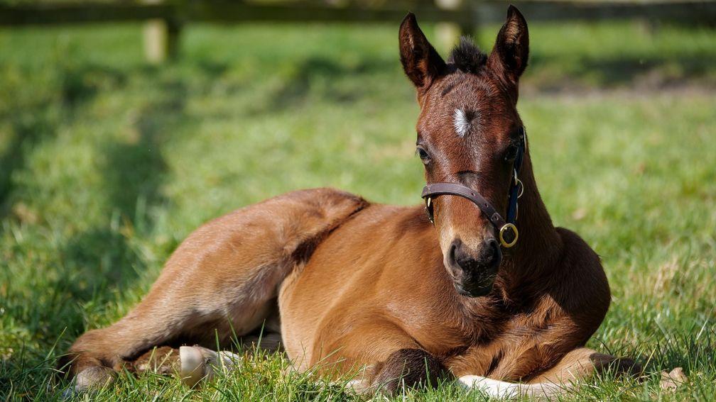 Frankel's filly out of So Mi Dar is from a famous Lloyd Webber line