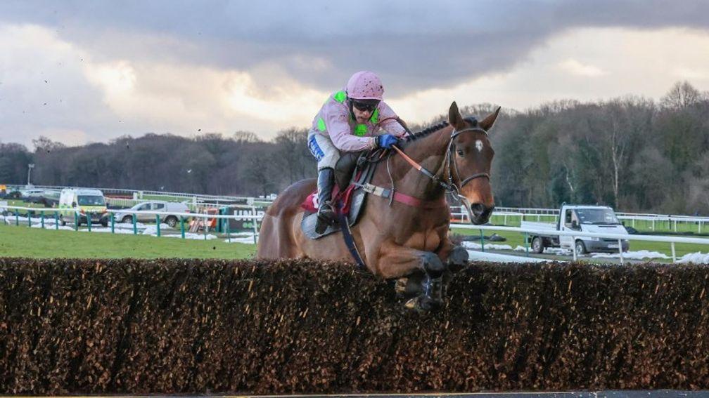 Royale Pagaille: won the first of two Peter Marsh Chases in 2021