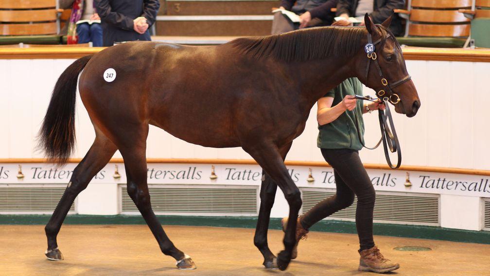 Lot 247: the Japan-bound Frankel filly bought by DMM.com for 1,400,000gns