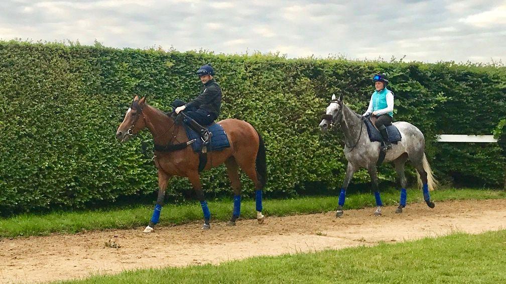 Enable and Rab Havlin with Coronet on the gallops in Newmarket
