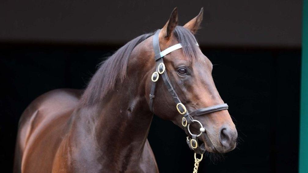 Awtaad: first yearlings were in strong demand at the sales