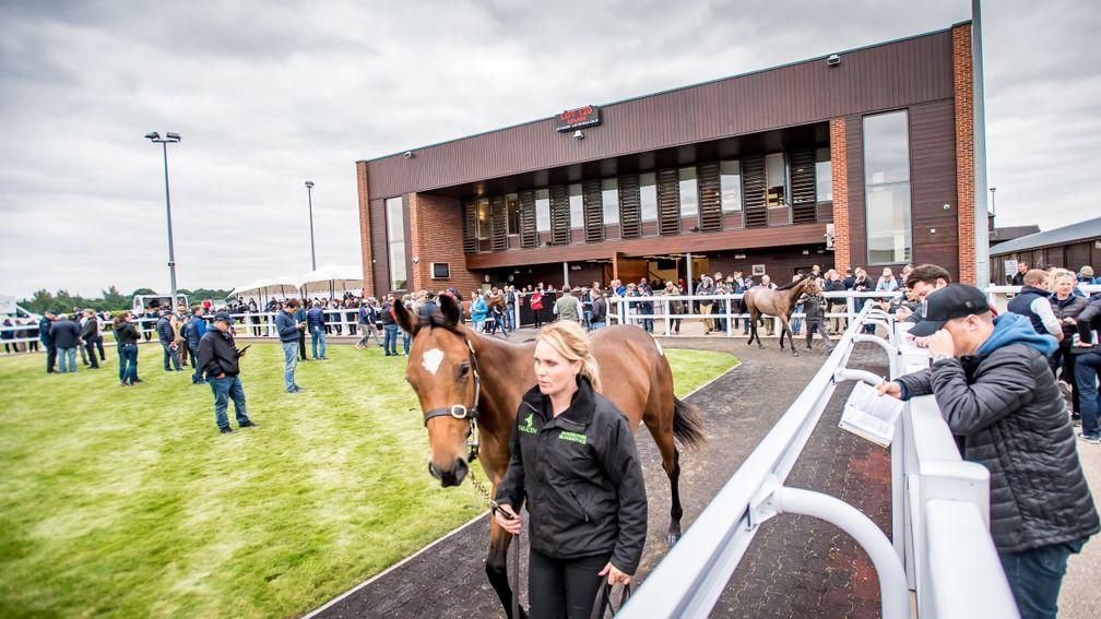 The scene at the Goffs UK sales complex in Doncaster during last year's Premier Sale