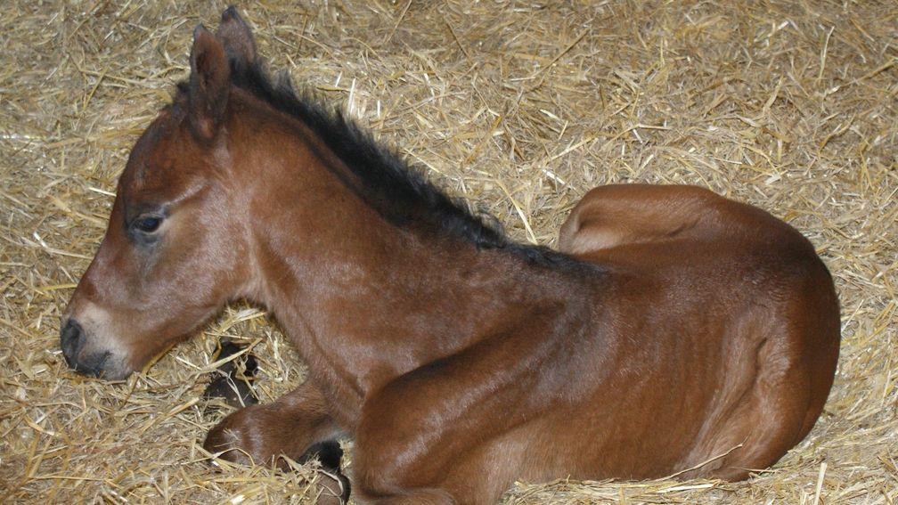 Fresh delivery: the Dubawi colt out of The Fugue