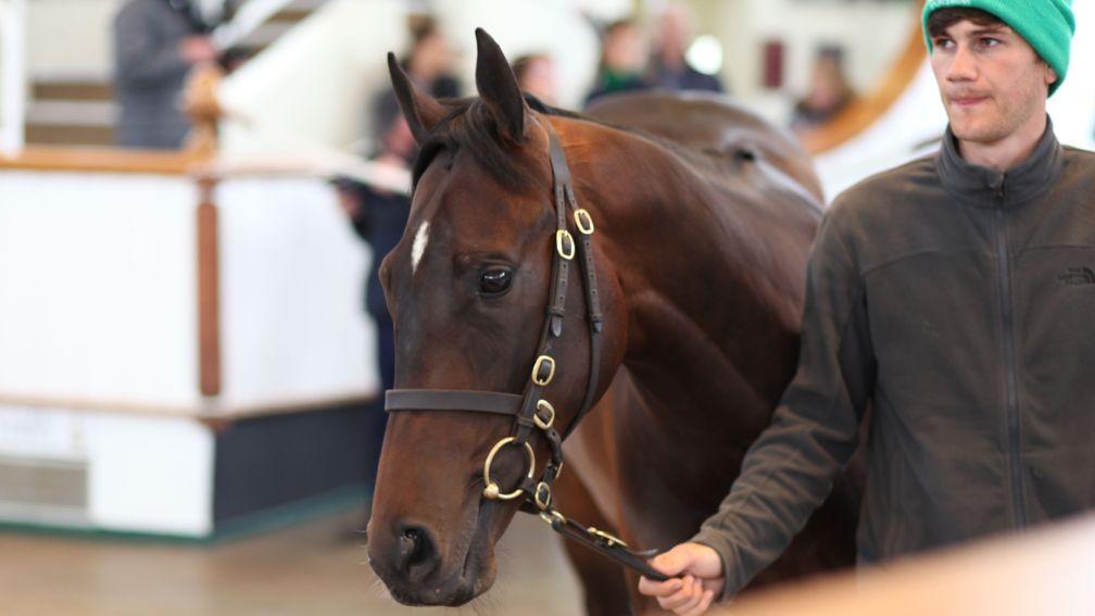The Time Test colt who topped the Guineas Breeze-Up Sale at 160,000gns
