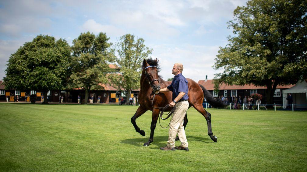 Dubawi: set to cover Meon Valley mares Jazzi Top and Shirocco Star