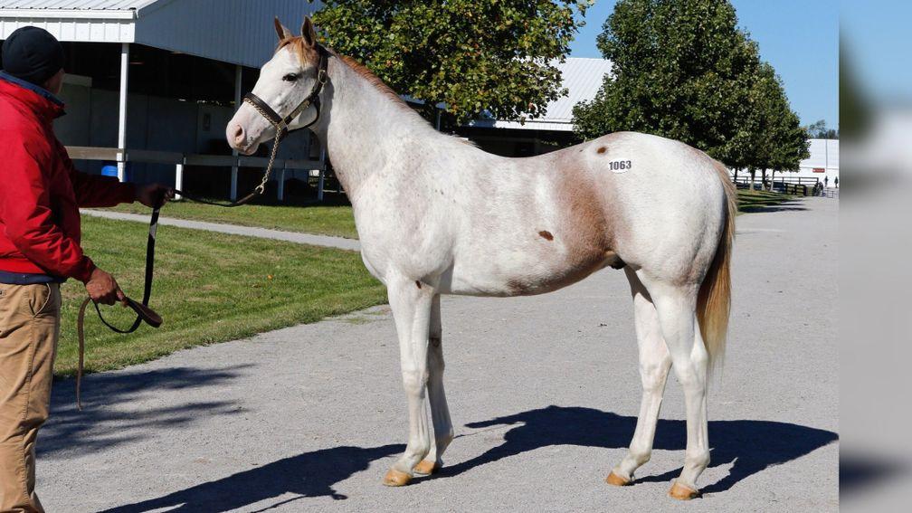 The mostly white yearling colt out of Passionforfashion