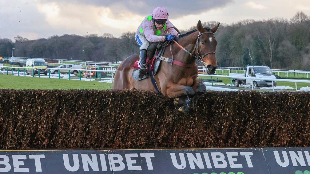 Royale Pagaille: no set decision has been made on his Cheltenham Festival target yet