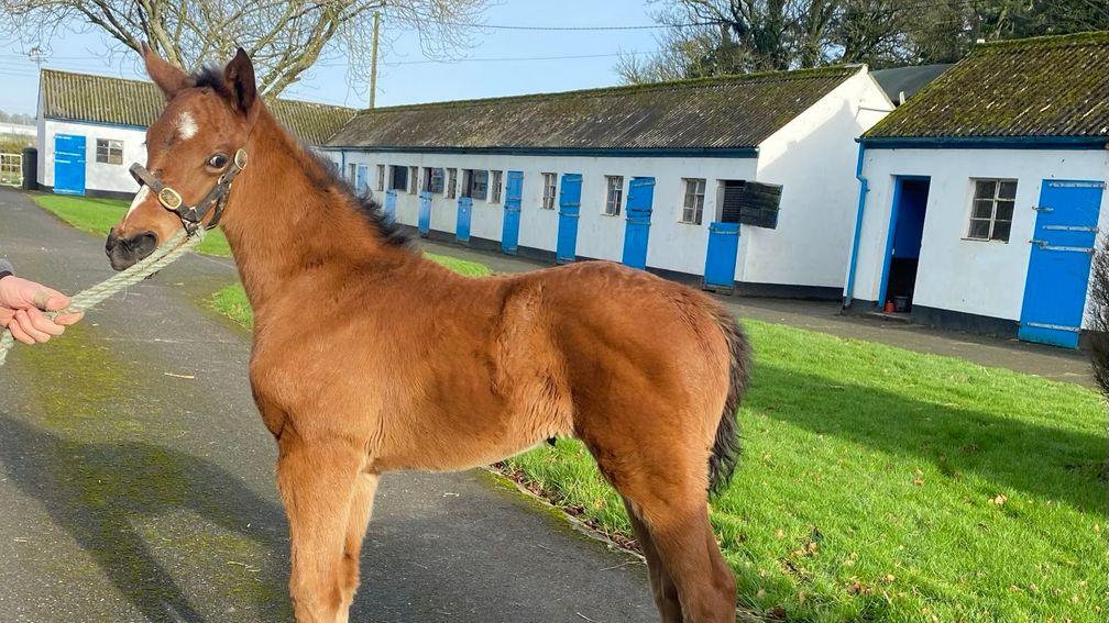 Lisieux Stud's St Mark's Basilica filly out of Zasha 