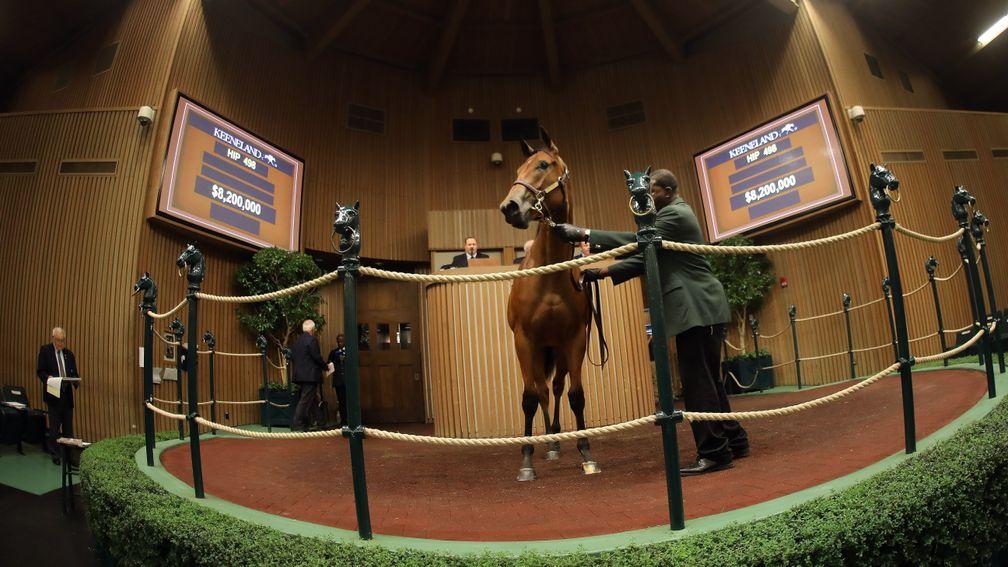 Hip 498: the American Pharoah filly out of Leslie's Lady brings a sale-topping $8.2 million