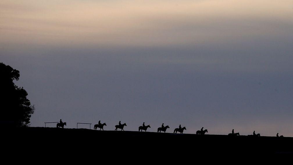 On the gallops: different types of horse need different work regimes