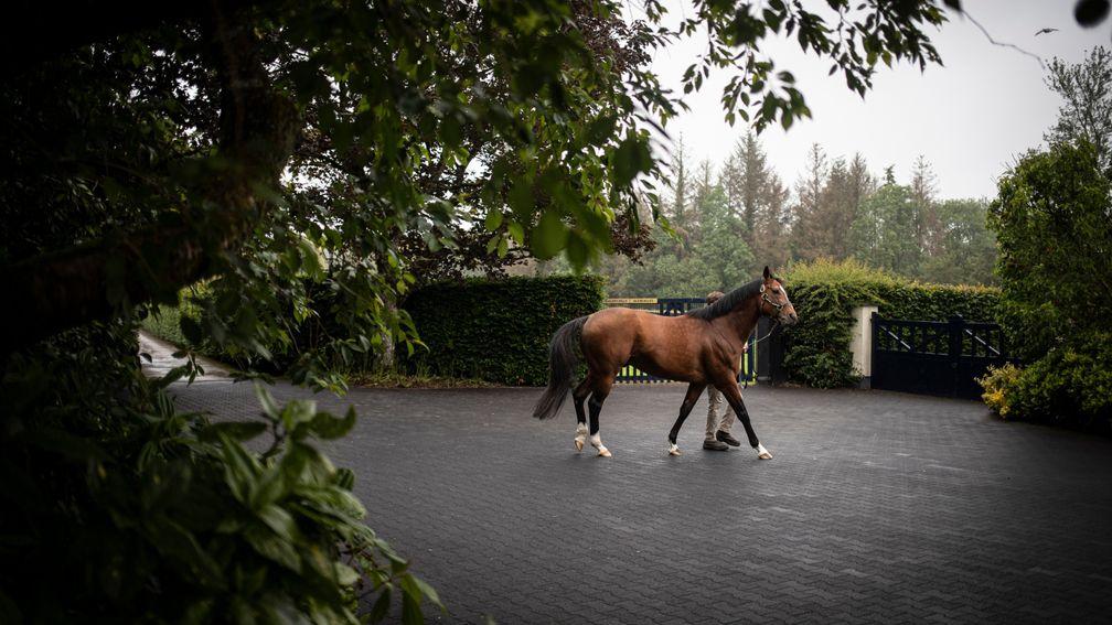 Gleneagles: the leading first-season sire by average progeny Racing Post Ratings