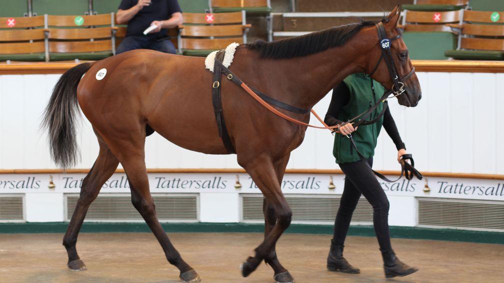 Pawpaw: Friday's top lot sold to Paul Webber for 62,000gns