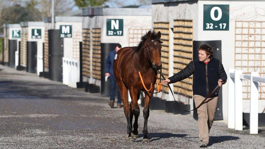 The Autumn Yearling sale has been postponed by Goffs to January