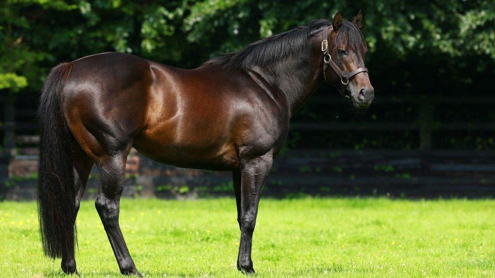 No Nay Never: the son of Scat Daddy has supplied five two-year-olds with an RPR of over 100