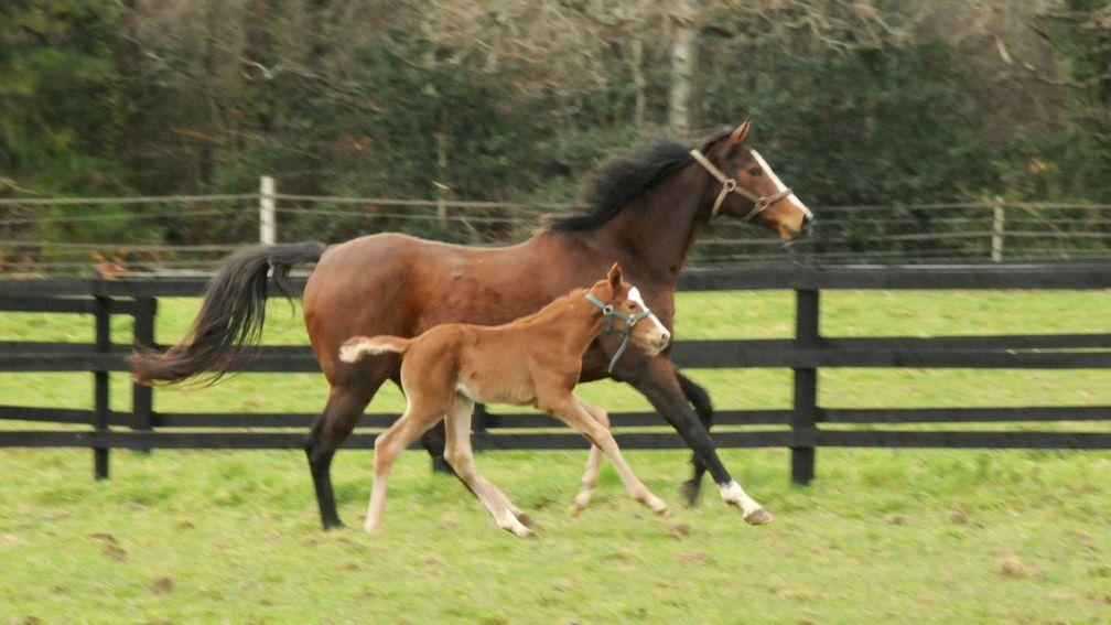 Elwood Park's three day old Sergei Prokofiev filly matches strides with her dam My Favourite Thing at Olive O'Connor's Ballykeane Stud