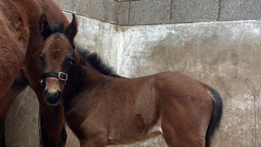 Zenith Breeding's Tosen Stardom foal out of the Highland Reel mare Highlander Queen