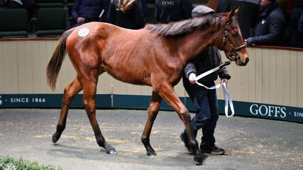 Lot 206, the Soldier Of Fortune colt who stole the show on day one when knocked down to Adrian Costello of Park Farm for €72,000