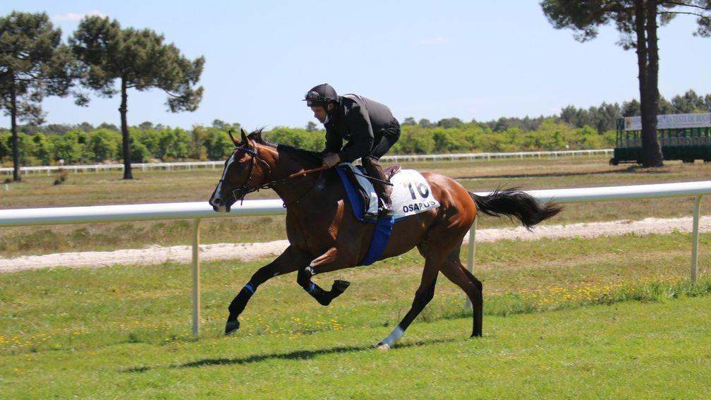 A colt by freshman sire Recorder cantering at La Teste before fetching €42,000 at the Osarus Breeze-Up sale
