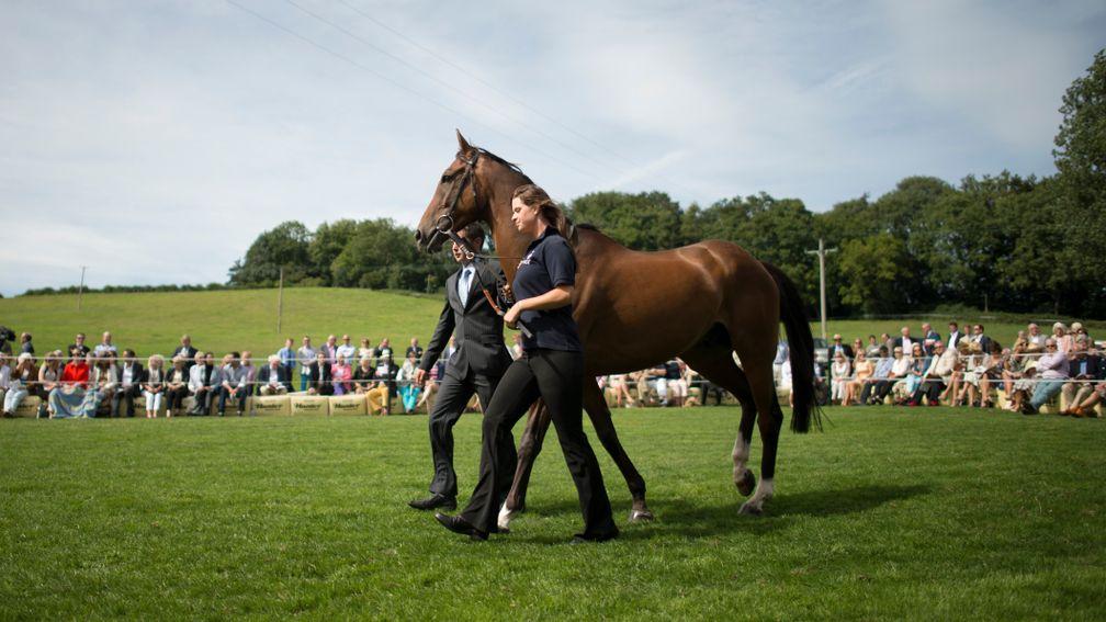 Tidal Bay is paraded at Paul Nicholls' annual owners' day at Manor Farm Stables in Ditcheat in 2013