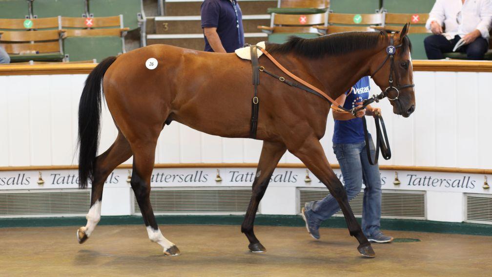 Greenhills Farm's Night Of Thunder colt was one of the day's star turns