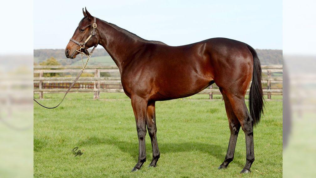 Lot 502: the Dabirsim filly bought by Stuart Boman of Blandford Bloodstock for €70,000