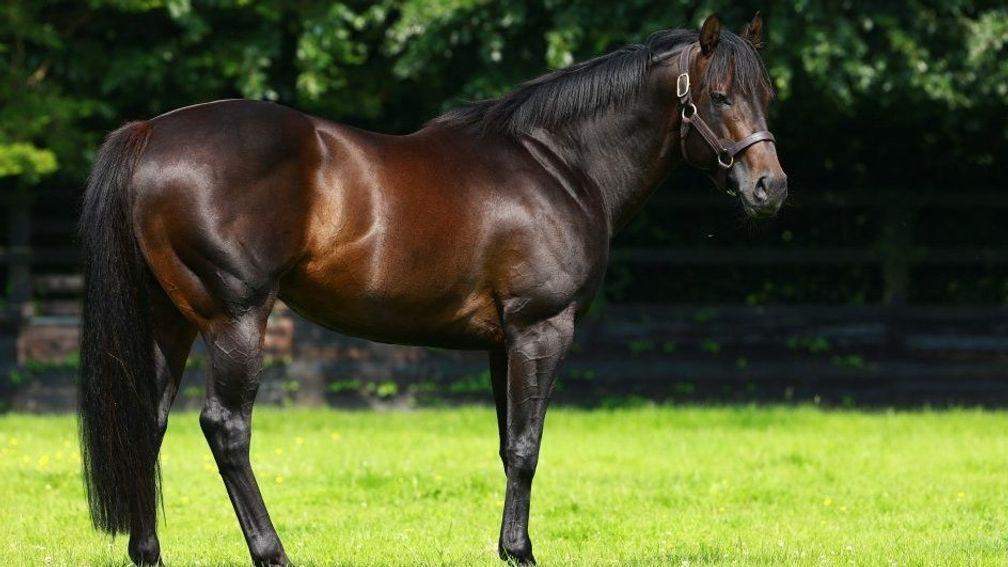 No Nay Never: sire of exciting debutante Dirty Dancer