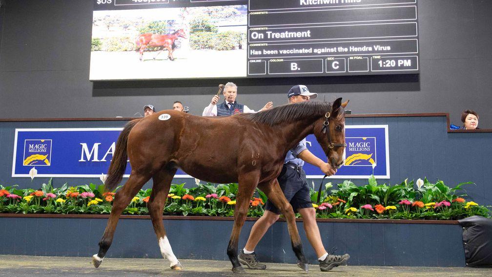 The I Am Invincible colt tops the second day of the Magic Millions National Weanling Sale when selling for A$625,000